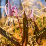 Giglio martagone, Lilium martagon  | Archivio Ente Parchi Emilia Orientale – Foto Daria Victorini
